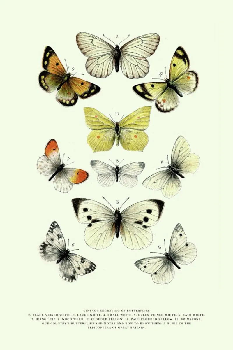 Vintage Butterflies pellicola backlit da Vintage by JUNIQE