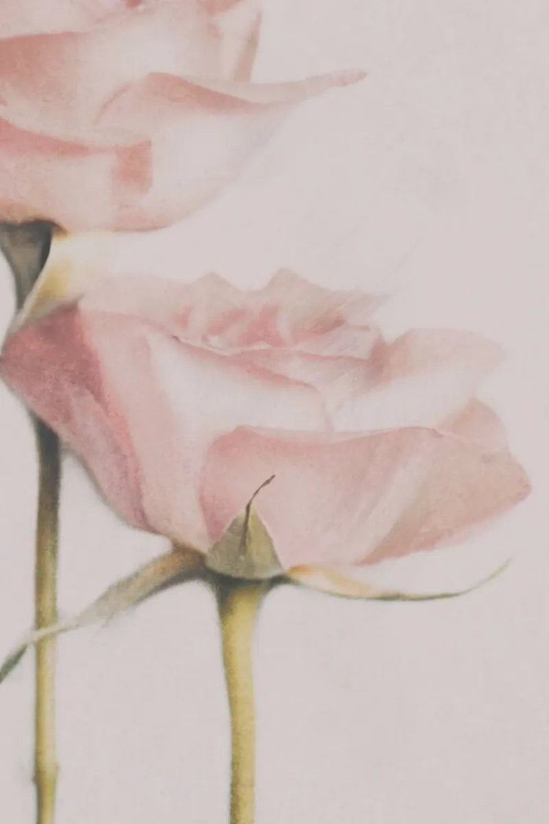 Two Roses - Delphine Devos tela da Pictufy