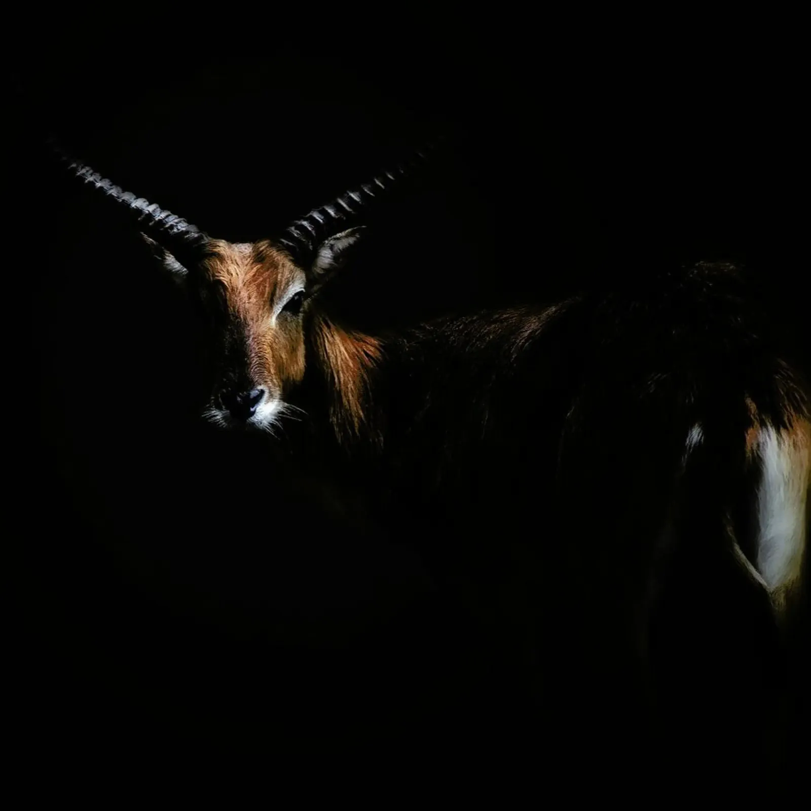 Antelope Lechwe Portrait - Santiago Pascual Buye poster con telaio in plastica da Pictufy