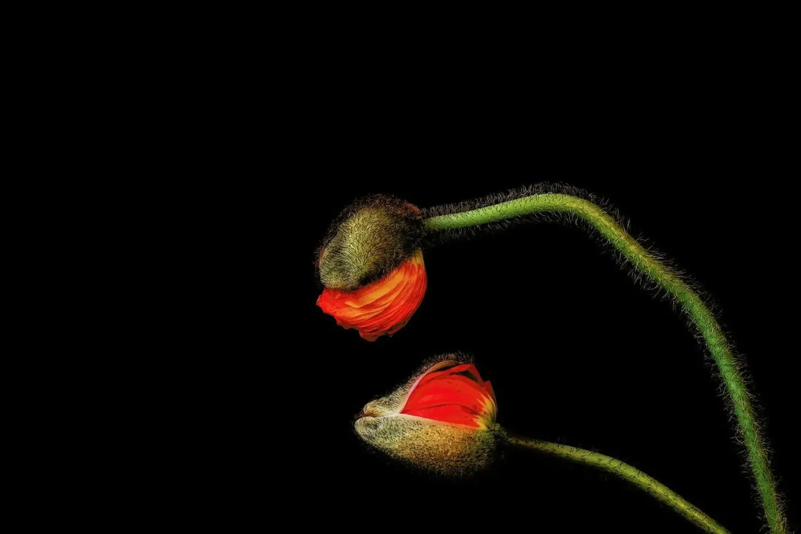 Tango Argentino - Holger droste plexiglass da Pictufy
