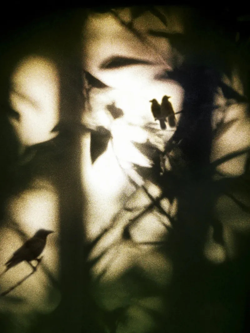 Three Birds canvas met Baklijst van Angelo Cerantola