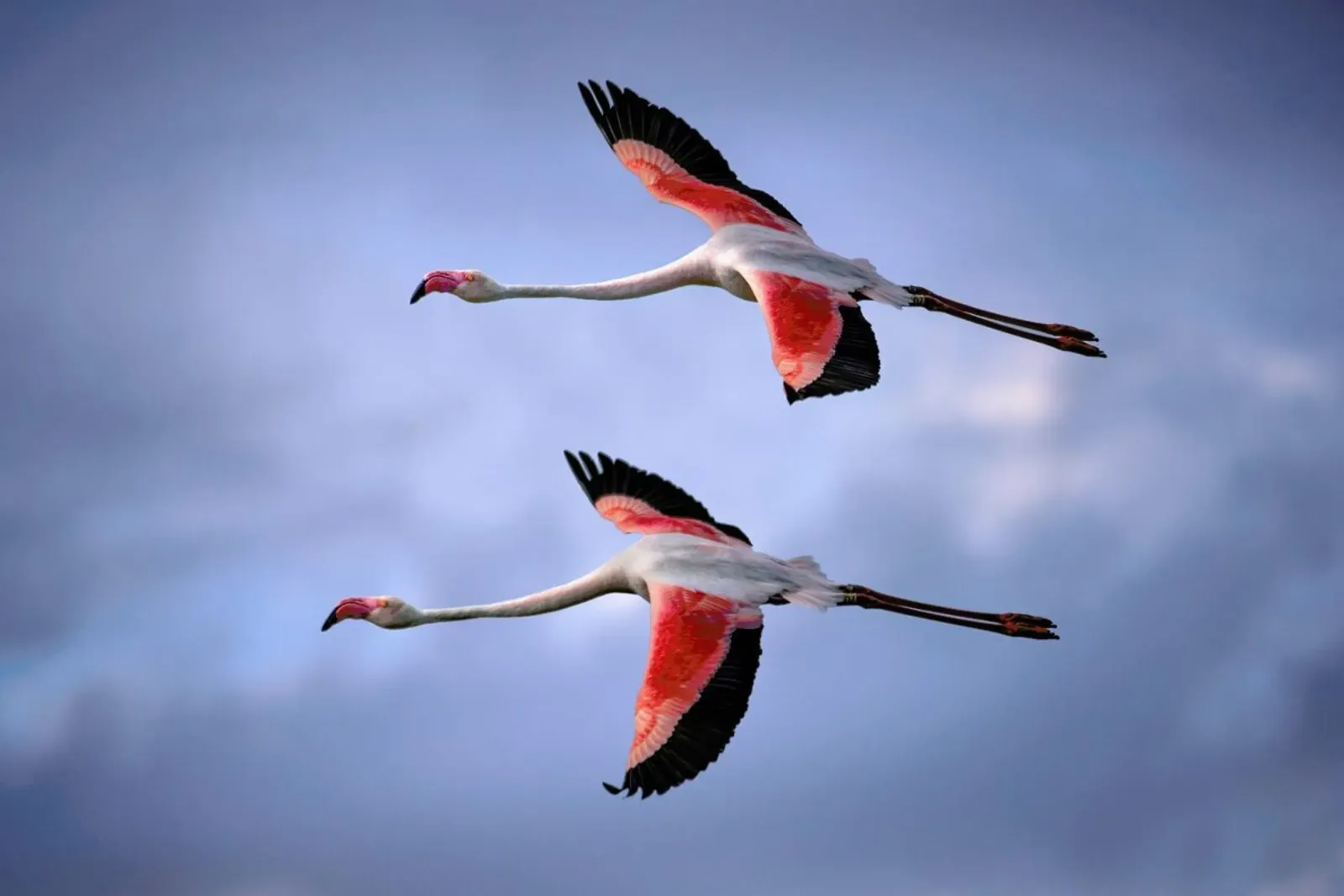 Greater Flamingos - Xavier Ortega plexiglass da Pictufy