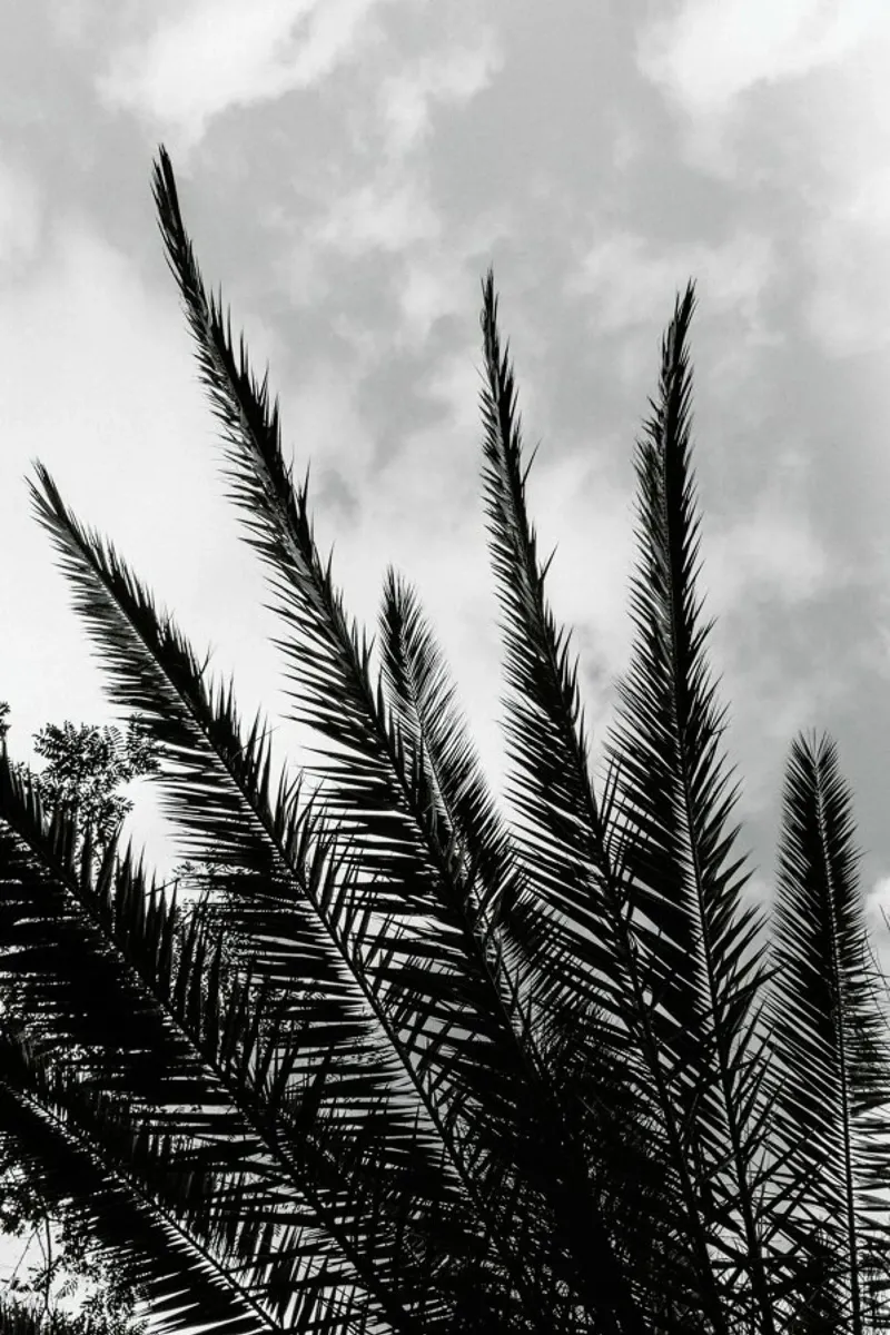Palm Skies alu-dibond by Sebastian Hilgetag
