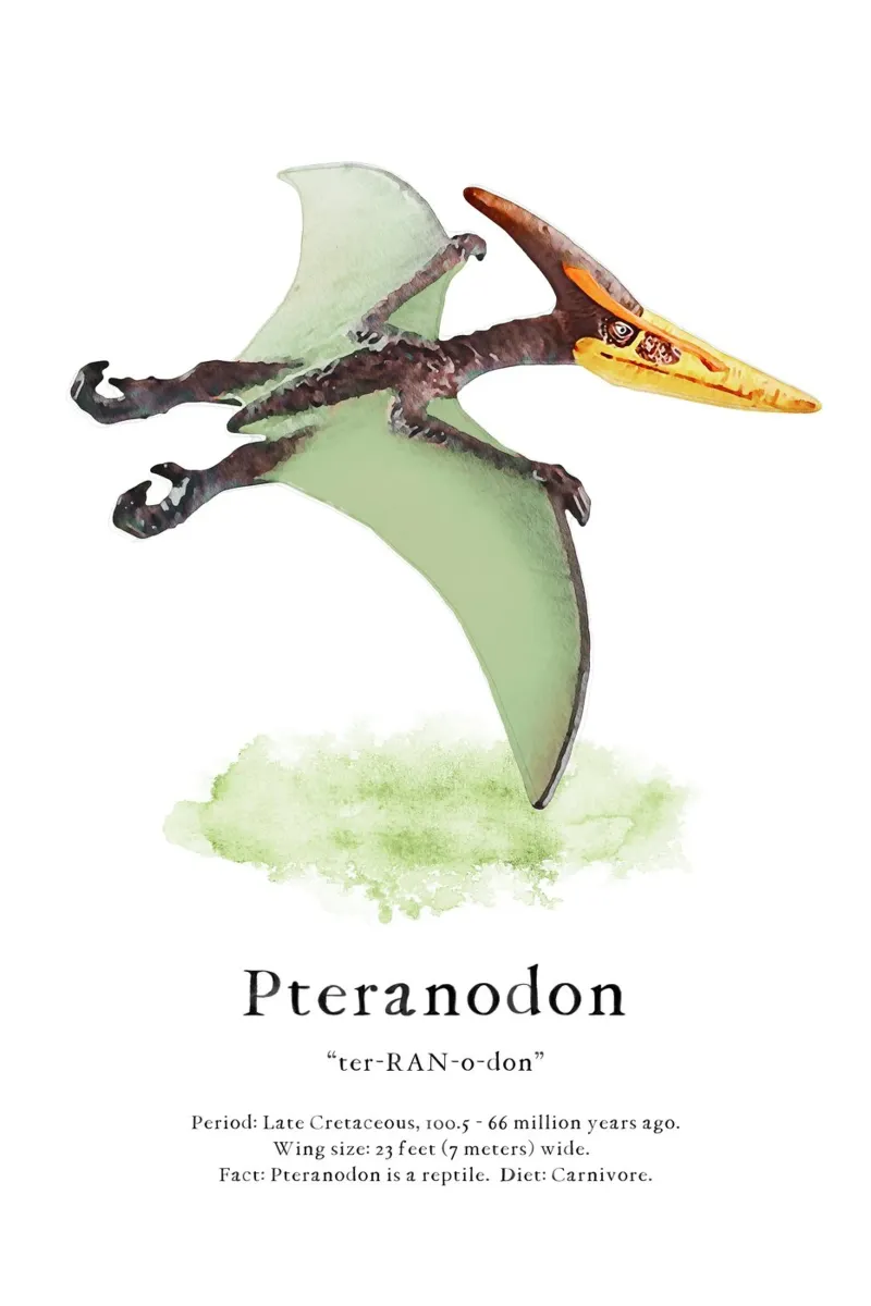 Pteranodon plexiglass da Lila x Lola