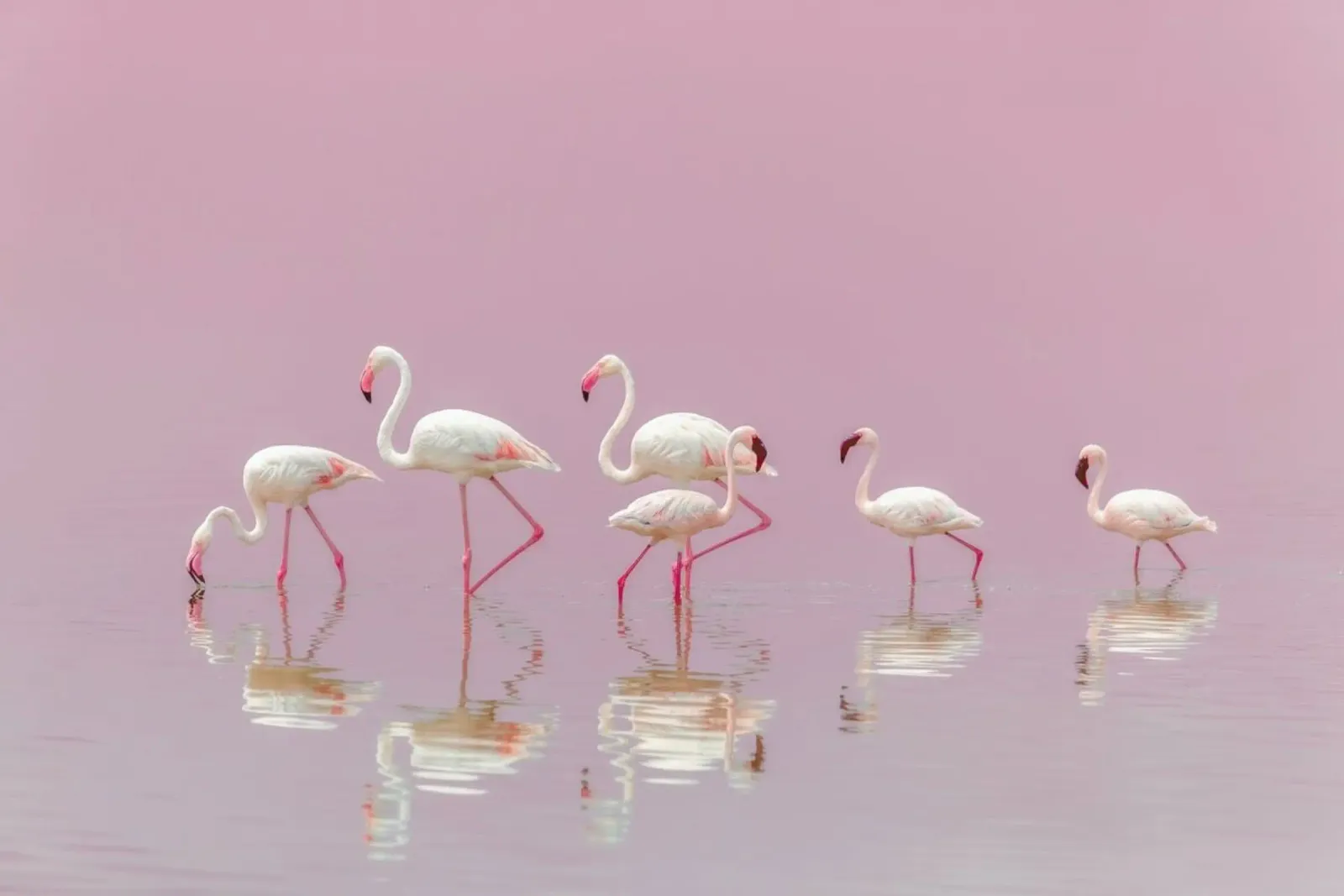 Flamingos - Eiji Itoyama carta hahnemühle da Pictufy