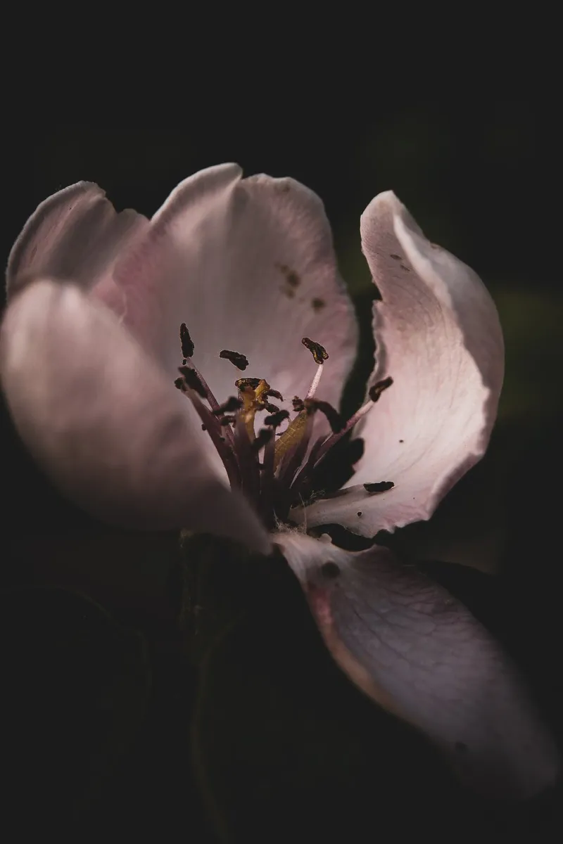 Quince Flower poster con telaio in plastica da flowers.and.delight