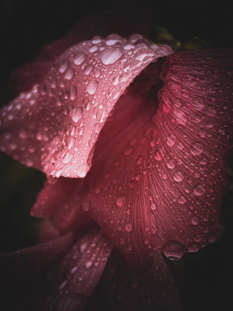 Mauve Waterdrops pellicola backlit da flowers.and.delight