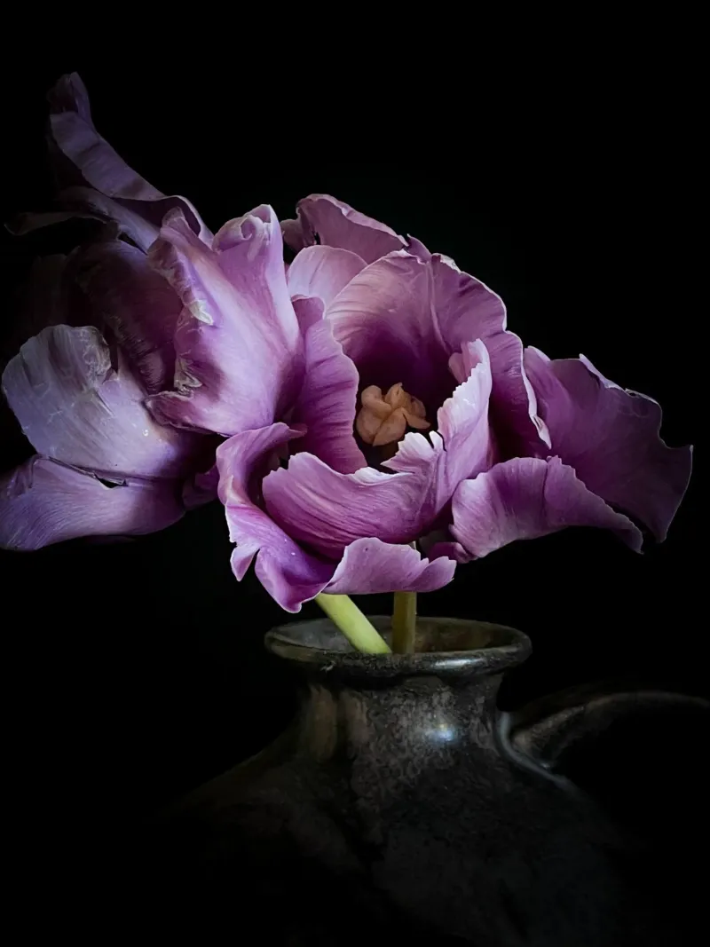 Purple Tulips poster by flowers.and.delight