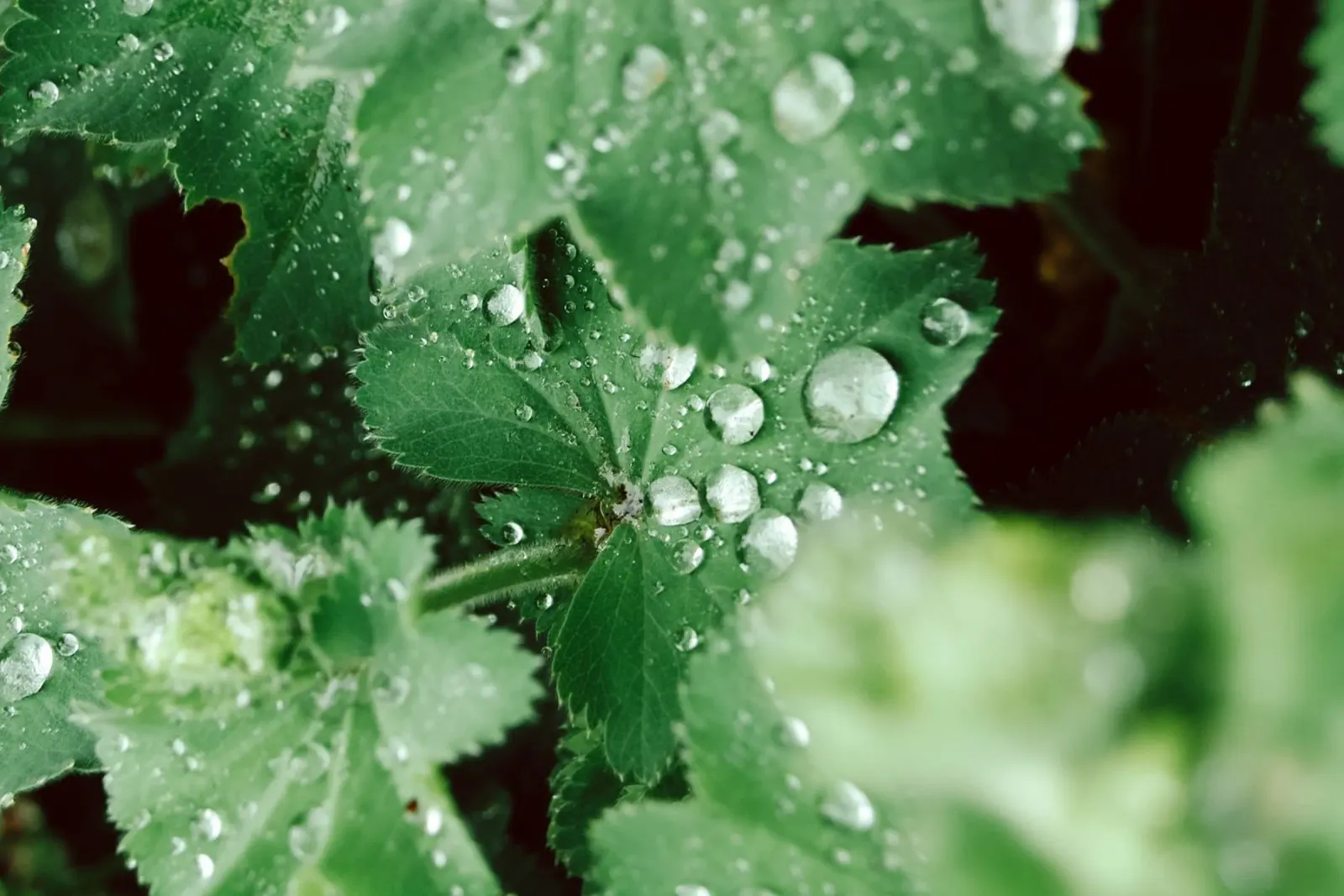 Lady's Mantle with Waterdrops pellicola backlit da flowers.and.delight