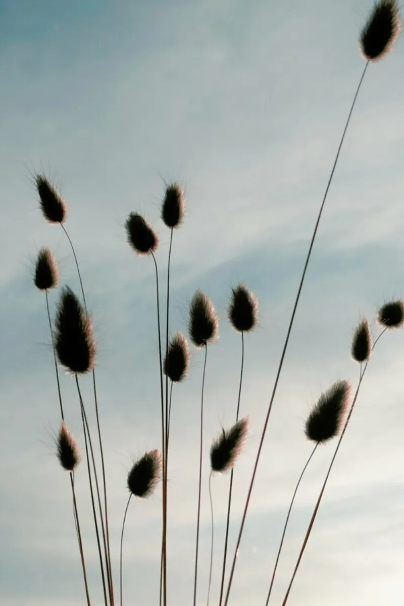 Airy Fluff pellicola backlit da Sebastian Hilgetag