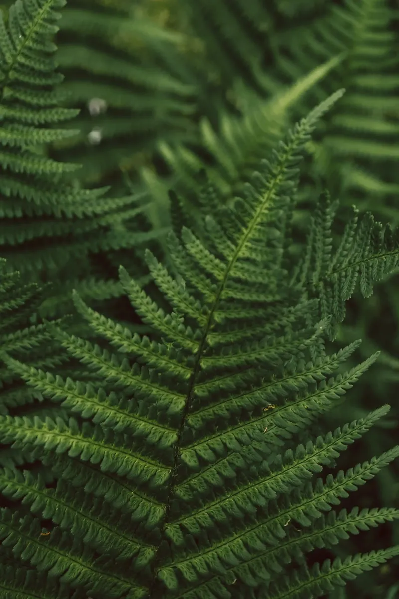 Lush Fern Greenery pellicola backlit da flowers.and.delight