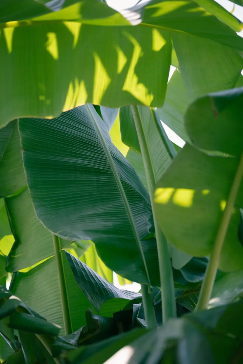 Foglie di banano alluminio dibond da Katja Stehle Design