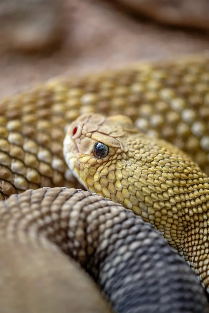 Serpente a sonagli occidentale (Crotalus atrox) carta hahnemühle da Katja Stehle Design