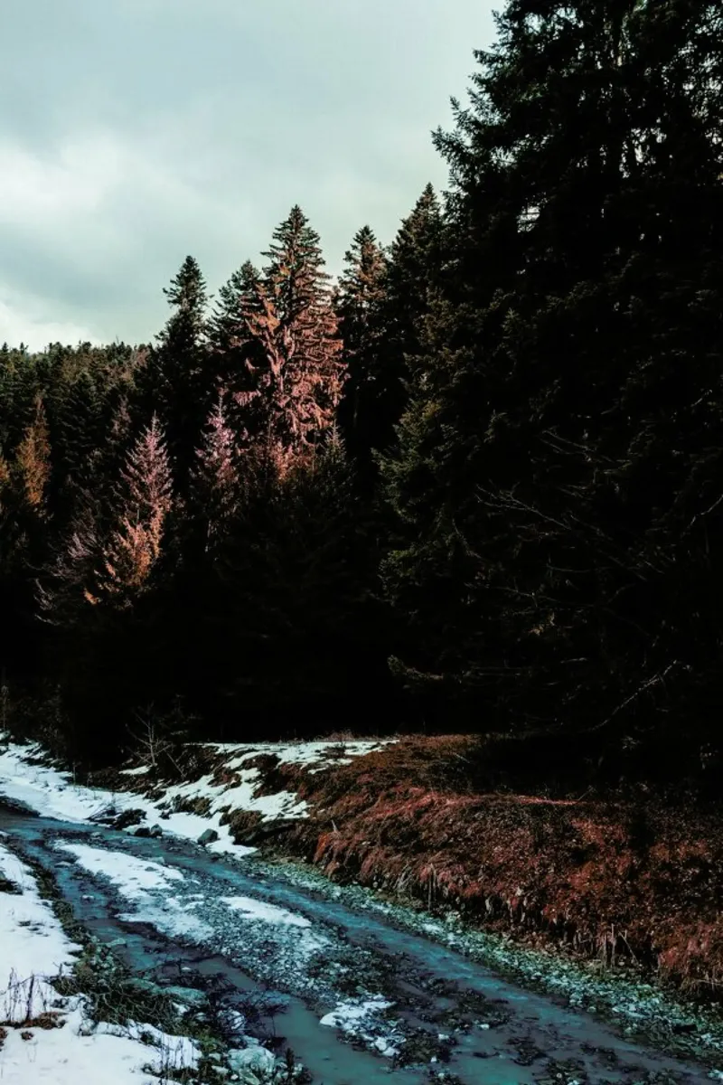River By The Forest pellicola backlit da Sebastian Hilgetag