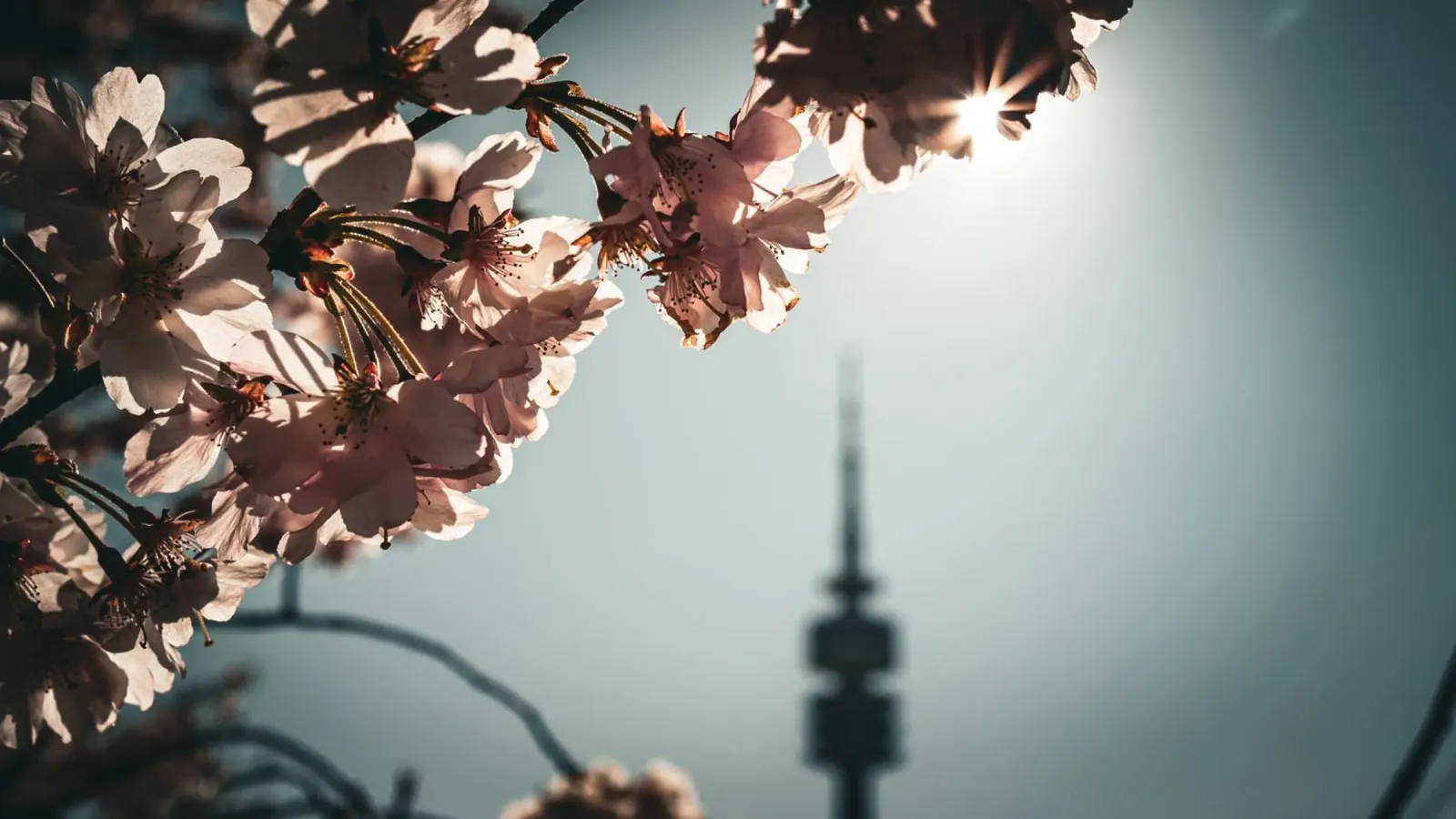 Kirschblüten pellicola backlit da Jonas Klein