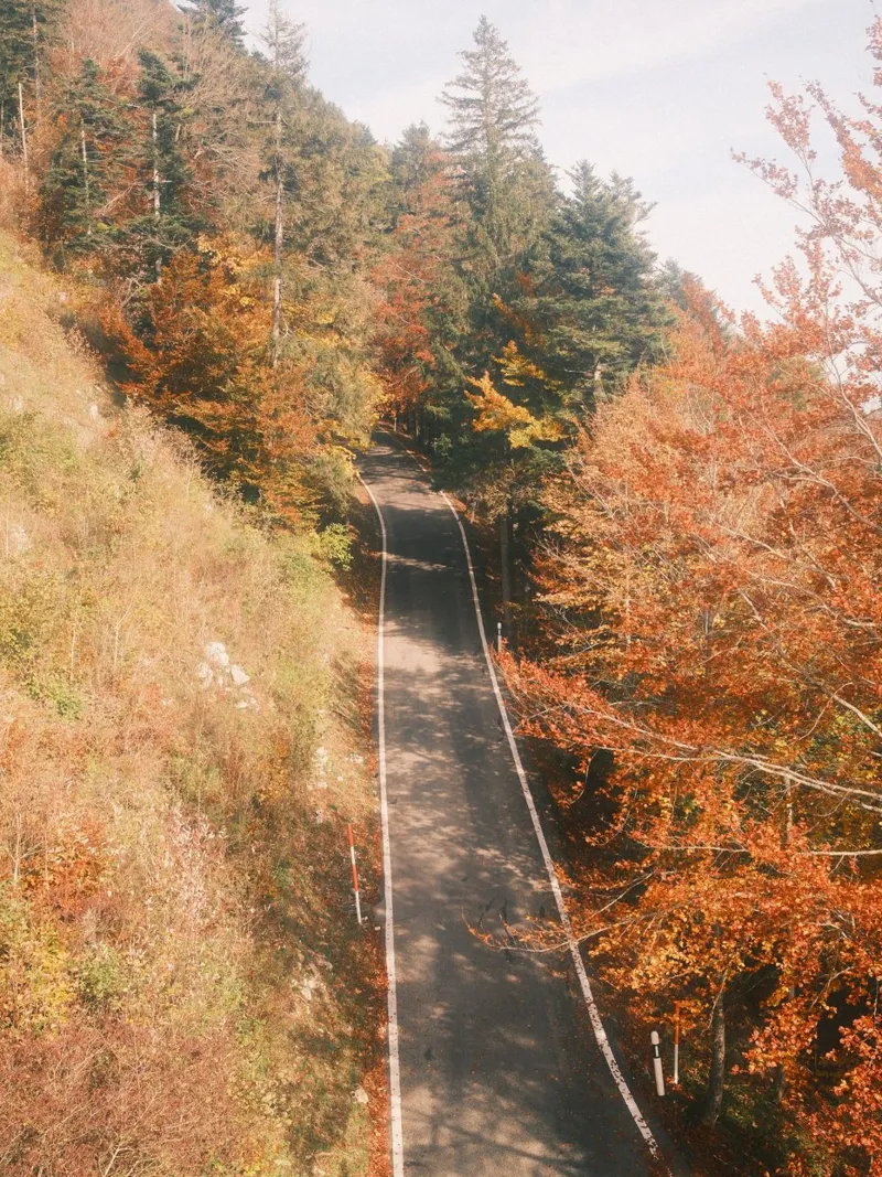 Autumn Road Through the Forest pellicola backlit da FujiSwiss