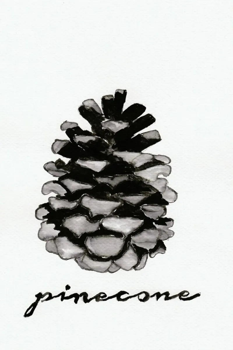 Pine Cone carta hahnemühle da Nathys_illustration