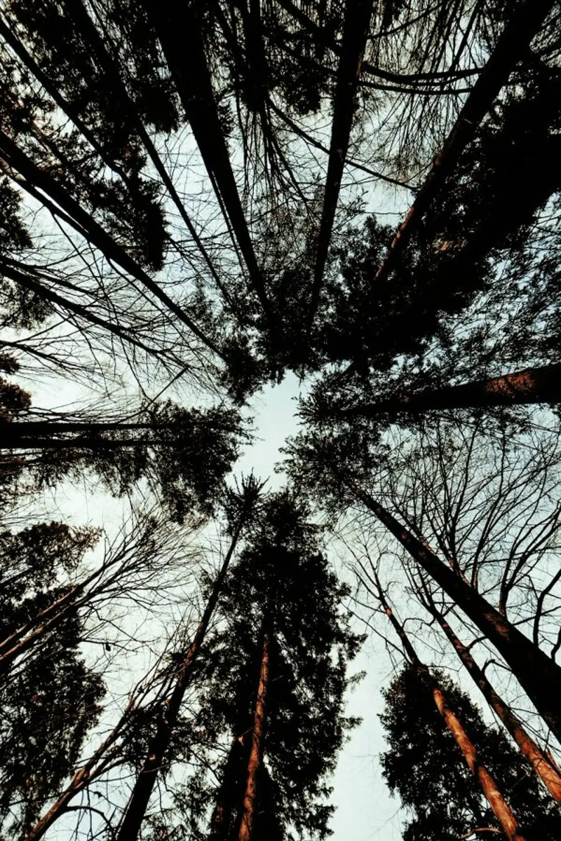 Look Up pellicola backlit da Sebastian Hilgetag