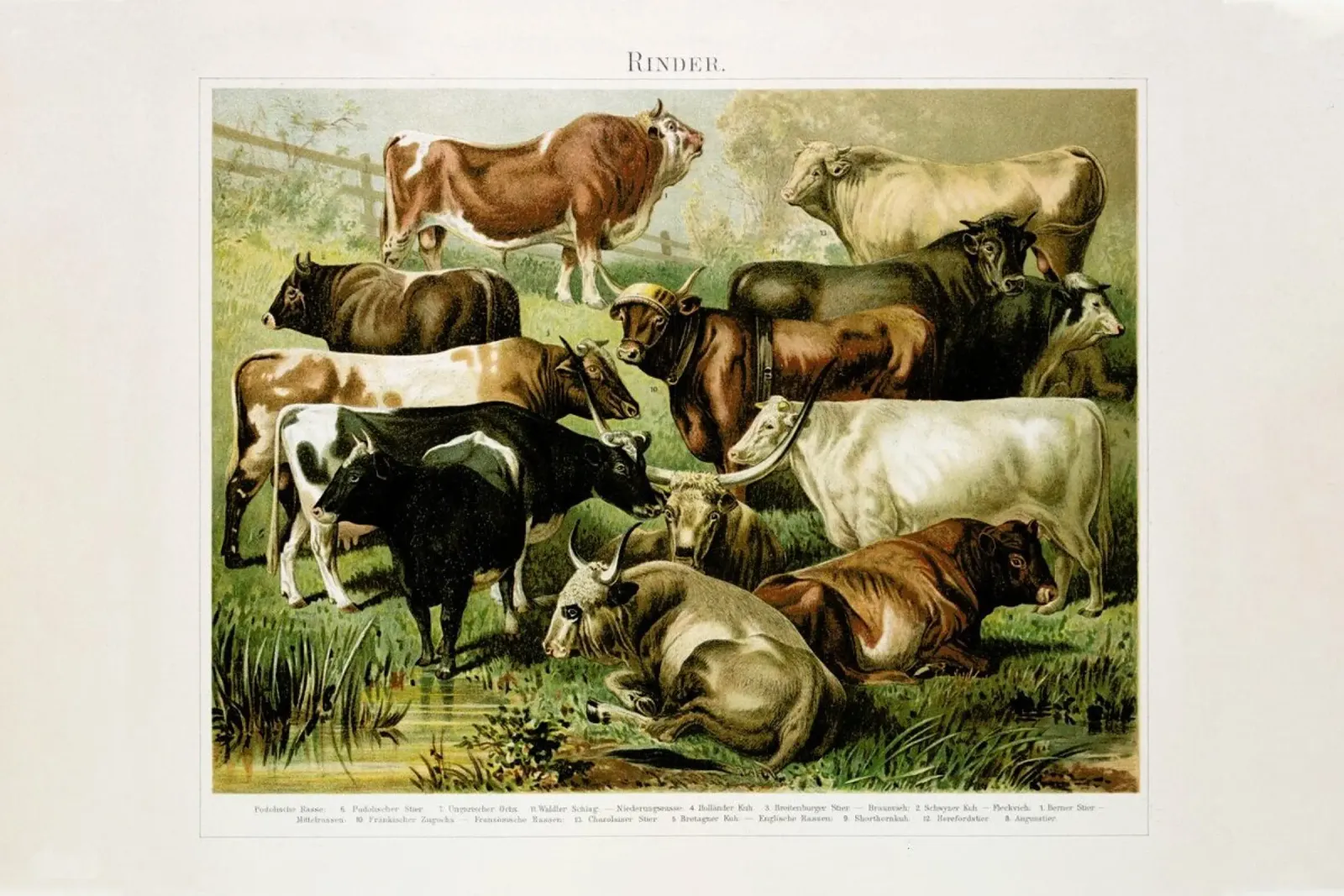Herd tela con Cornice a cassetta da Flora & Fauna