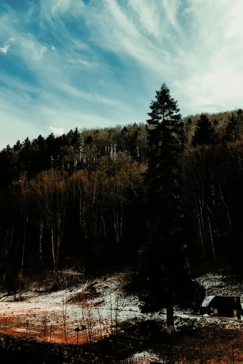 At The The Edge Of The Woods pellicola backlit da Sebastian Hilgetag