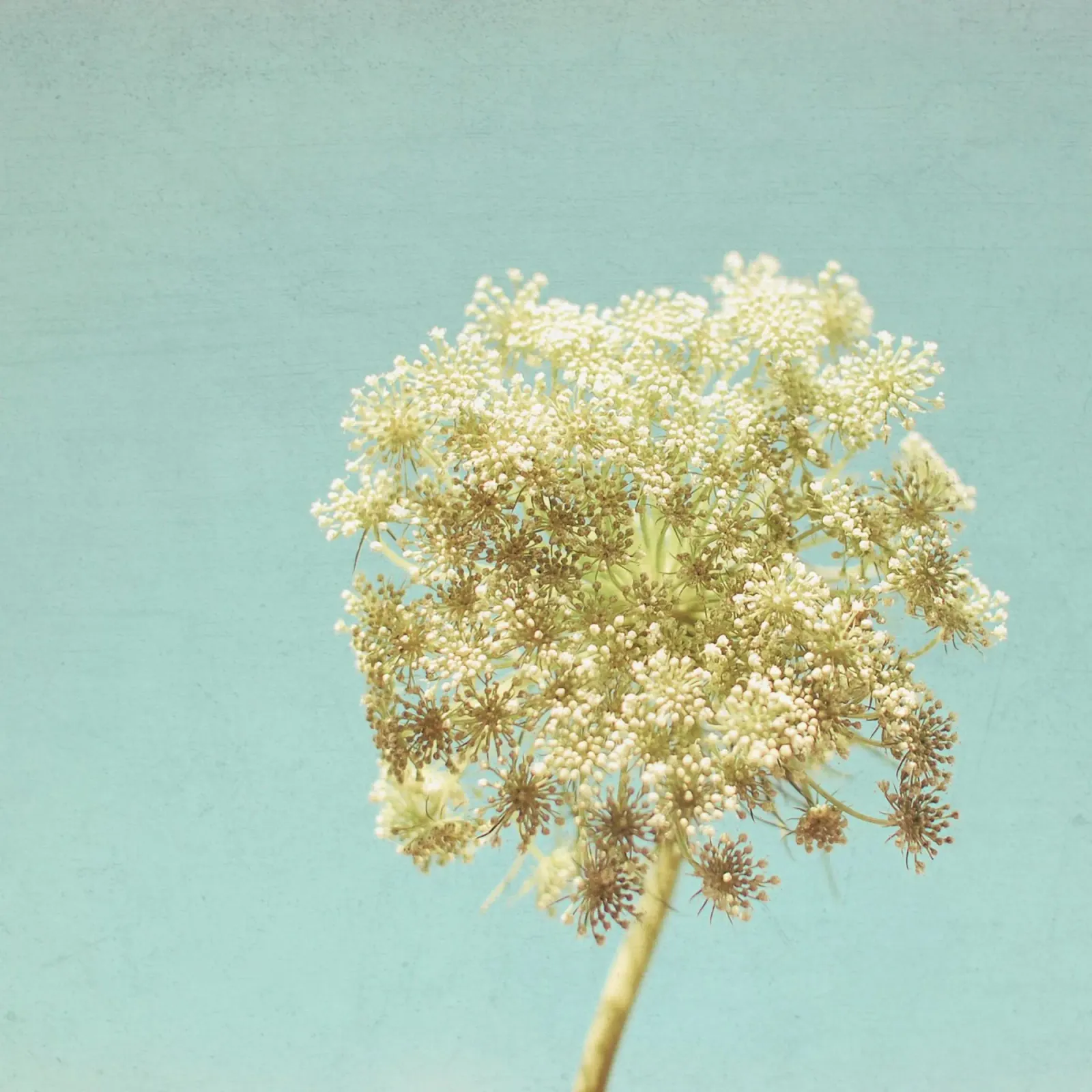 Luminoso plexiglass da Cassia Beck Photography