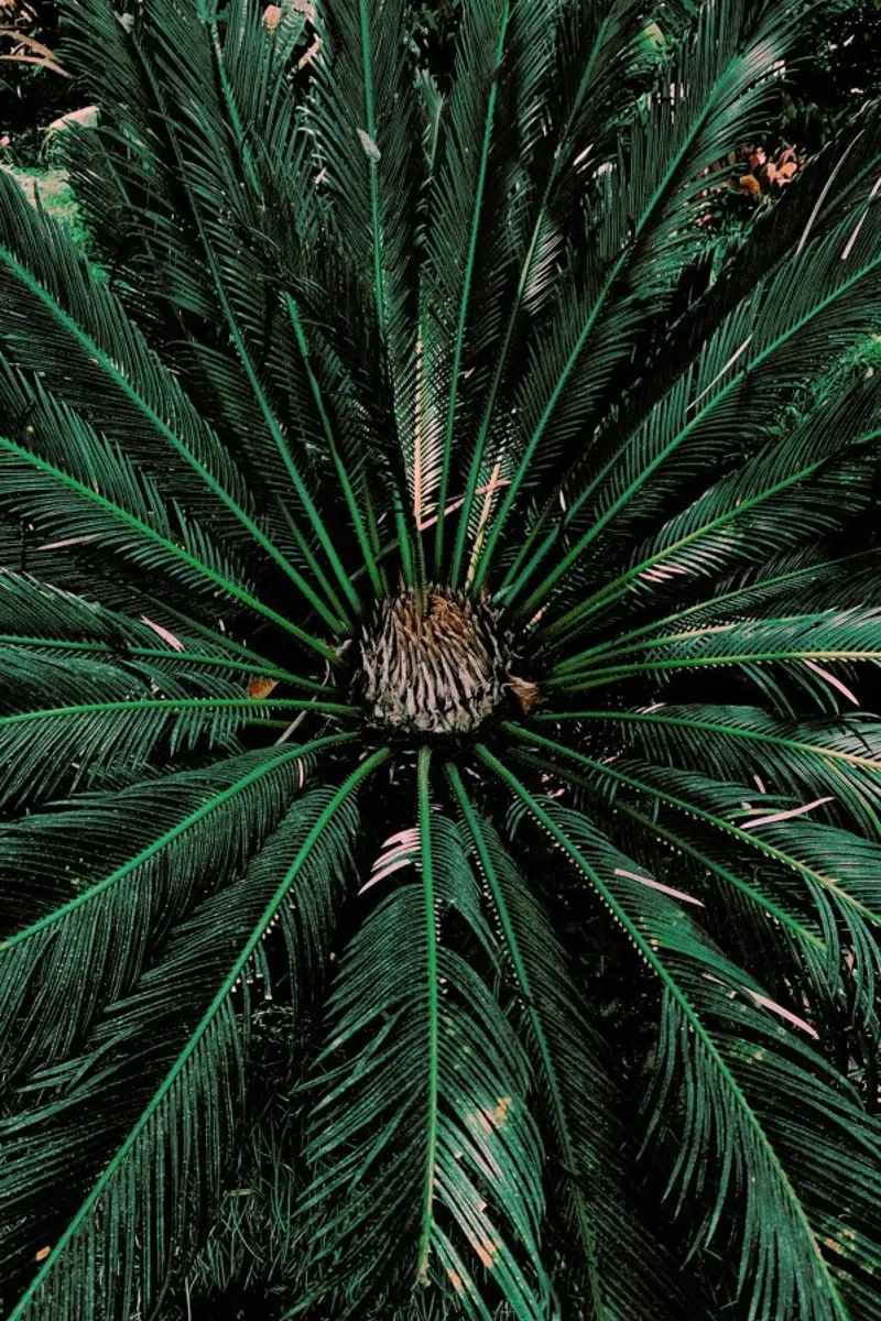 Botanical — Palm Leaves alluminio dibond da Sebastian Hilgetag