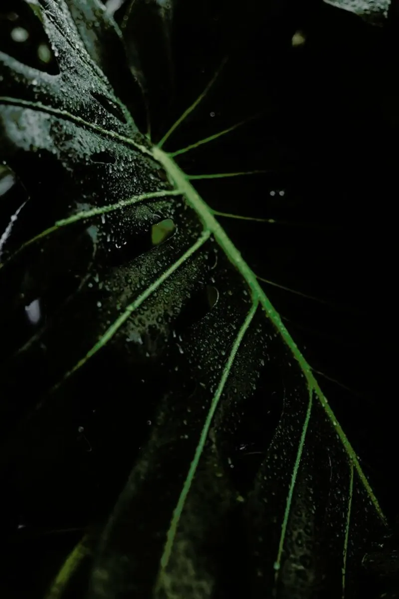 After The Rains pellicola backlit da Flora & Fauna