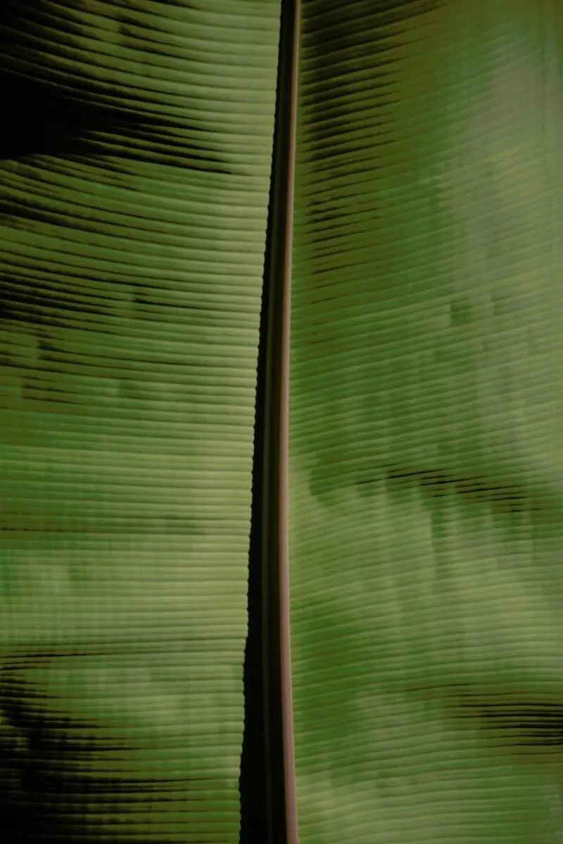 Tropical Banana aluminium-dibond van Studio Nahili