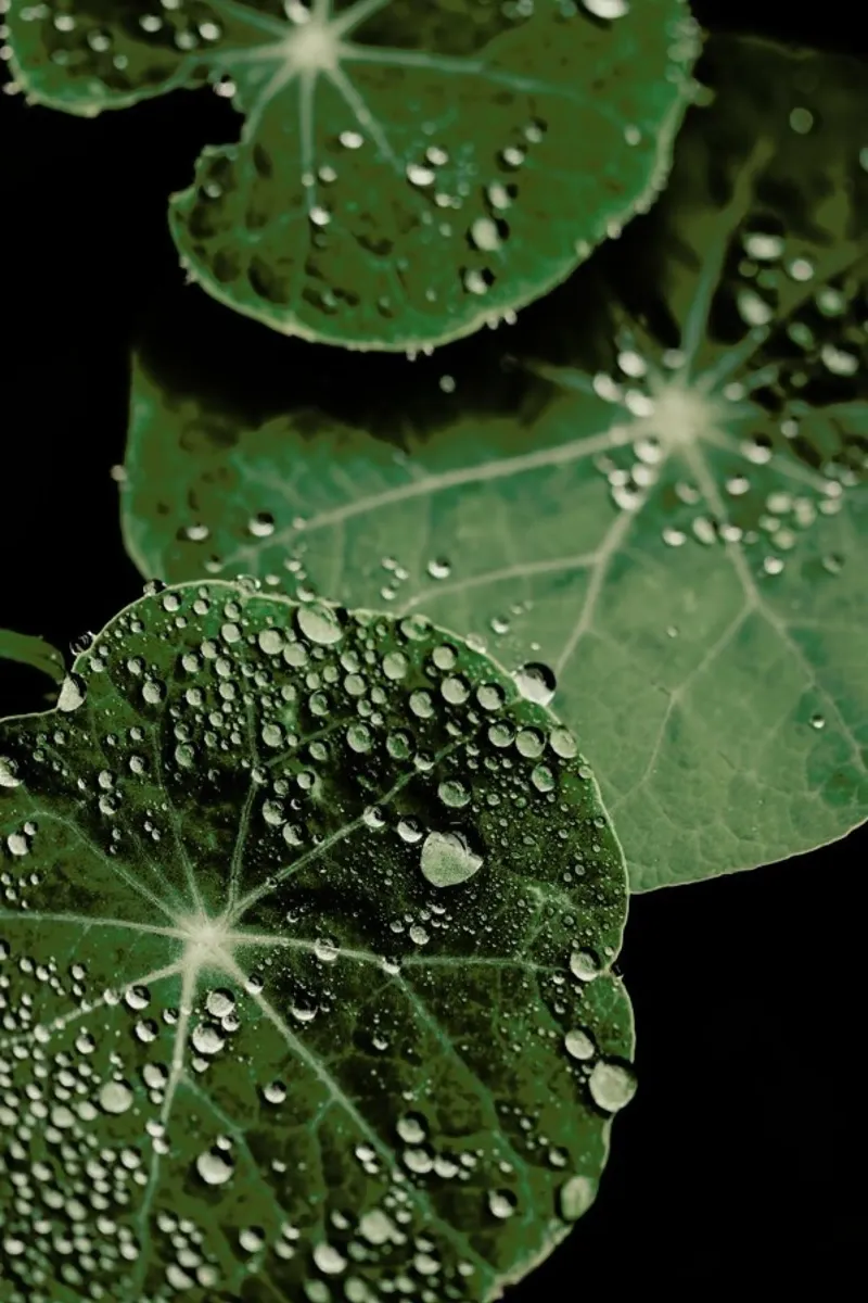 Nasturtium Leaves poster con telaio in alluminio da Ingrid Beddoes