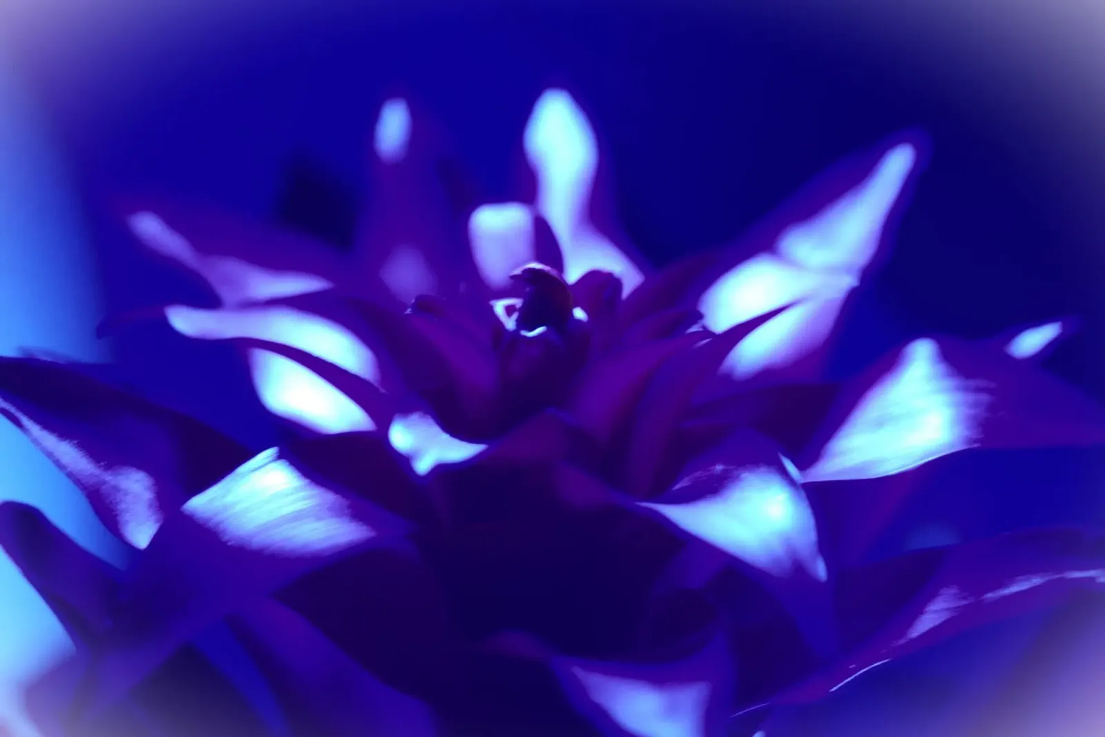 Luce nera per bromeliacee pellicola backlit da Alexandra Joseph Fotomomente