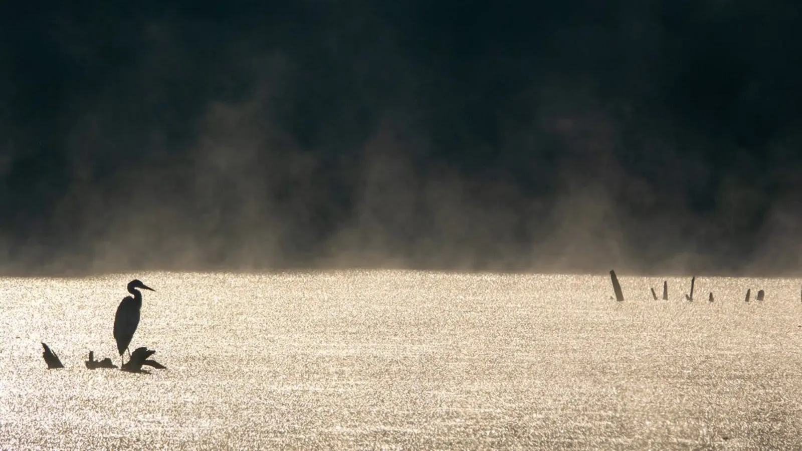 Grey Heron pellicola backlit da anderm