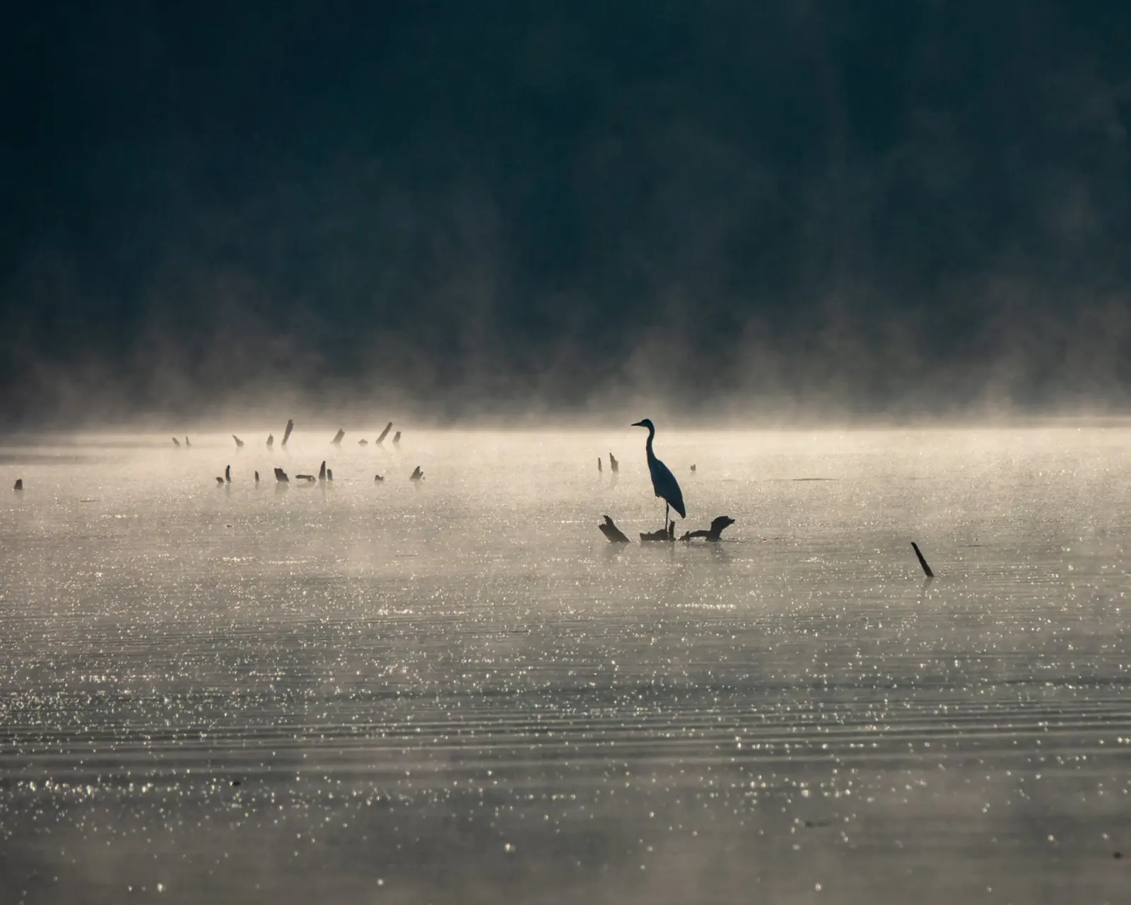 Grey Heron pellicola backlit da anderm