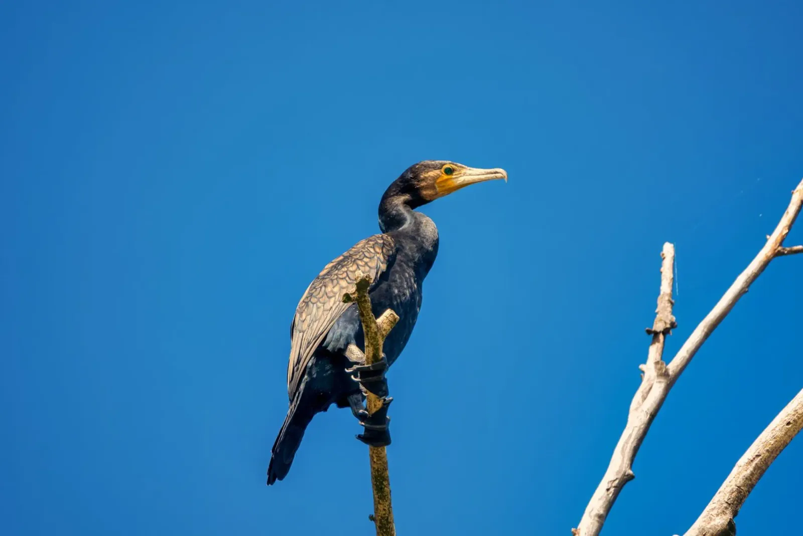 Black cormorant pellicola backlit da anderm