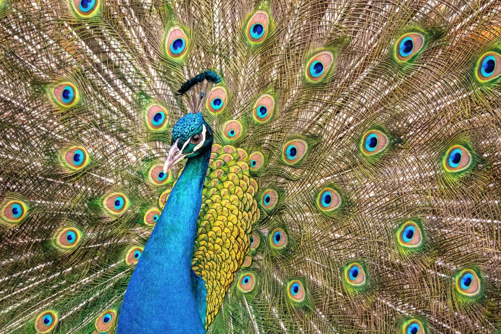 Peacock pellicola backlit da anderm