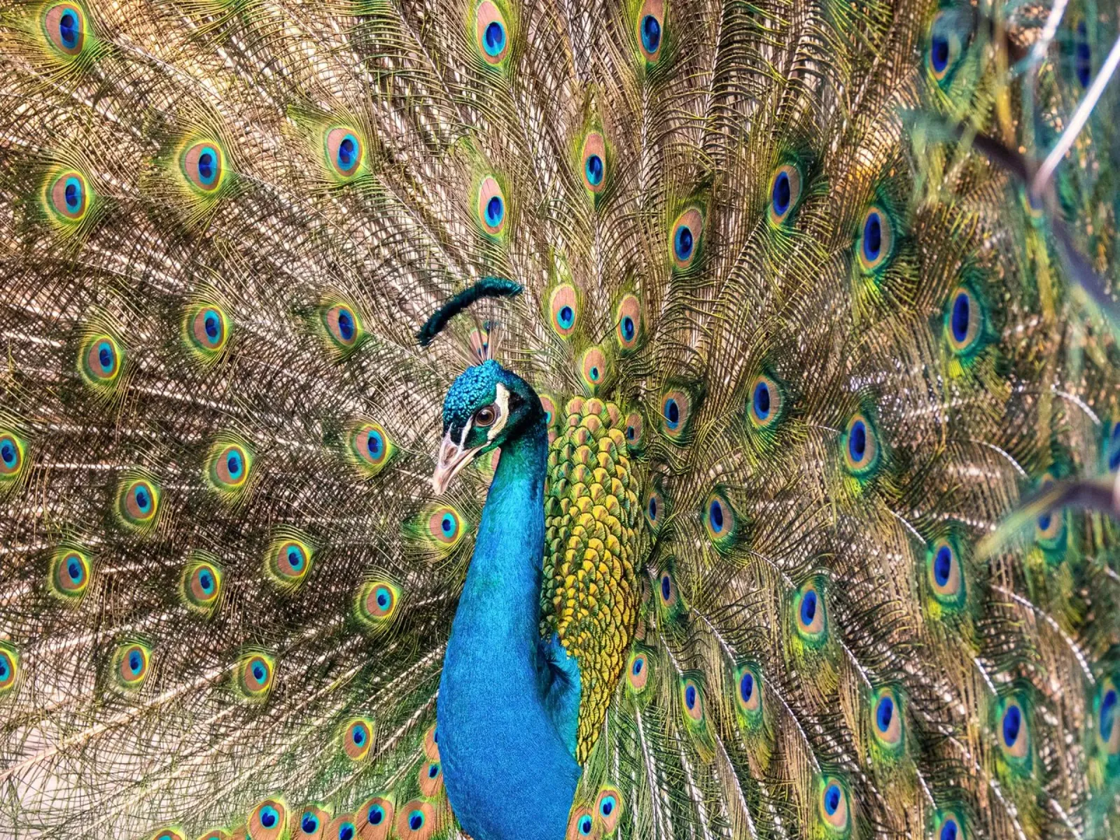 Peacock pellicola backlit da anderm