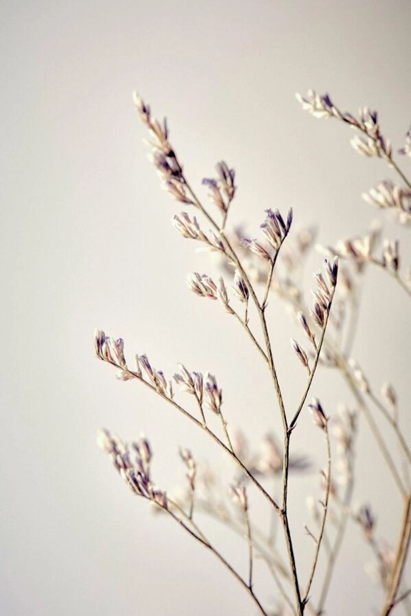 Purple Buds Leinwand von Flora & Fauna