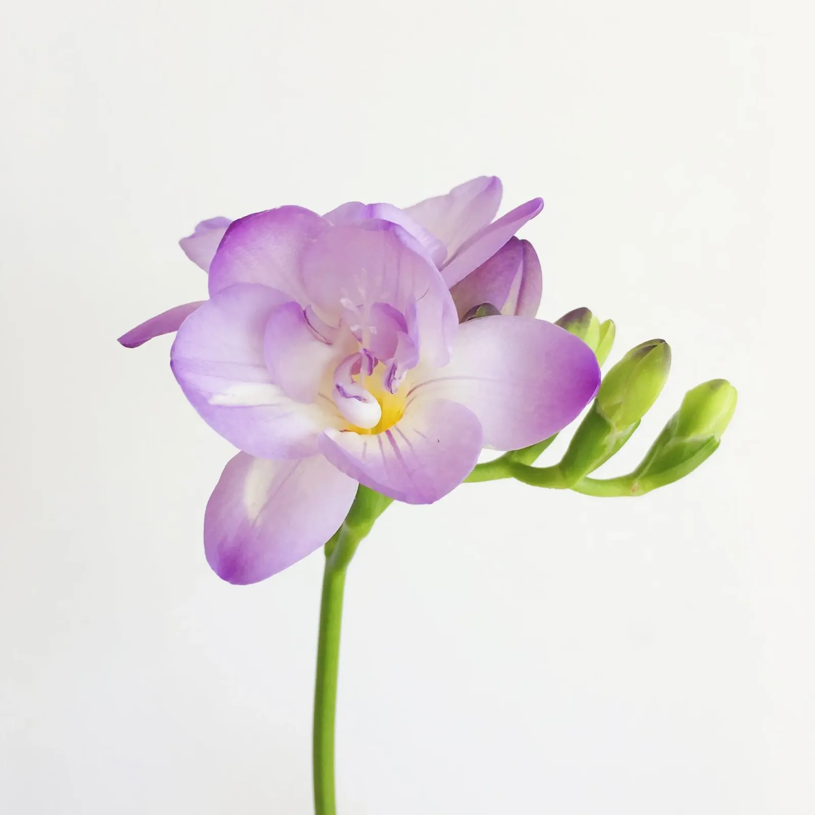 Fiore viola pellicola backlit da Cassia Beck Photography