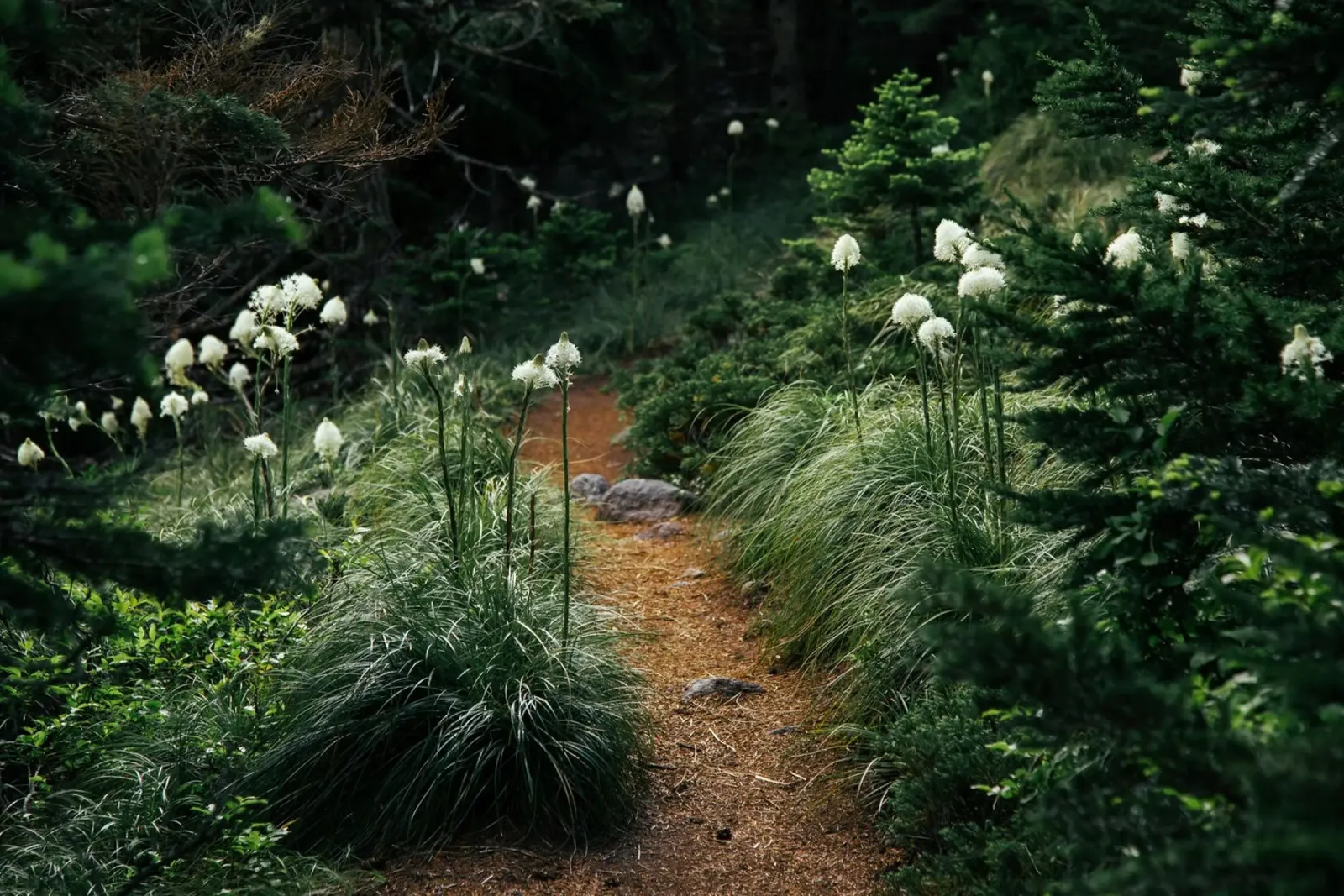 Bear Grass Trail pellicola backlit da wowhannahphotos