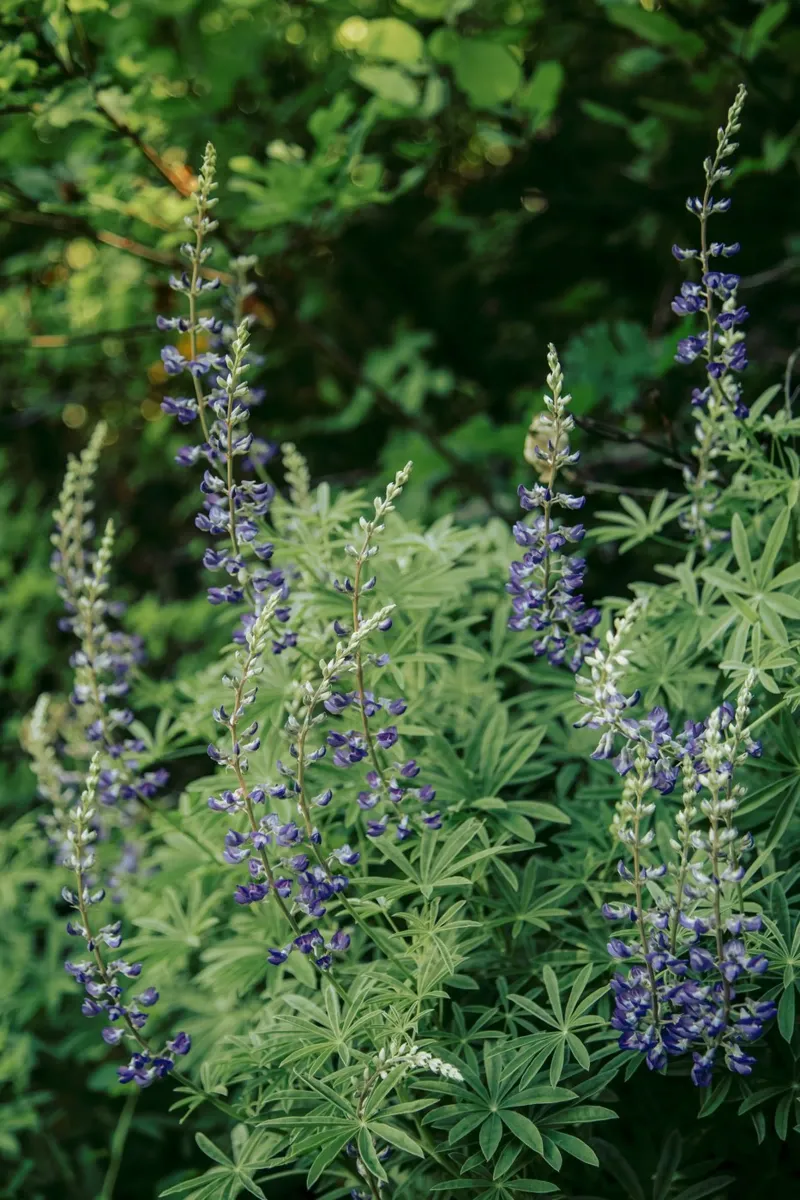 Oregon Lupine pellicola backlit da wowhannahphotos