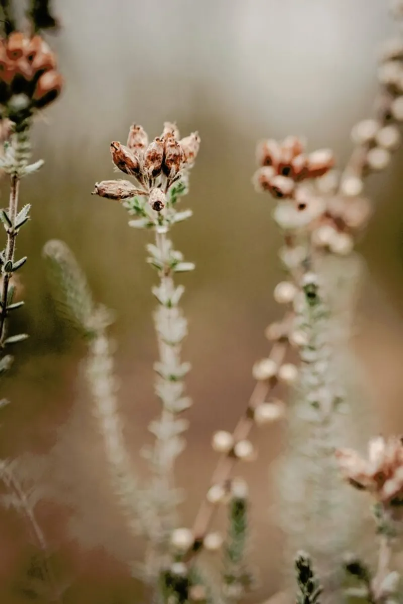 Nature Out Of Focus pellicola backlit da Flora & Fauna