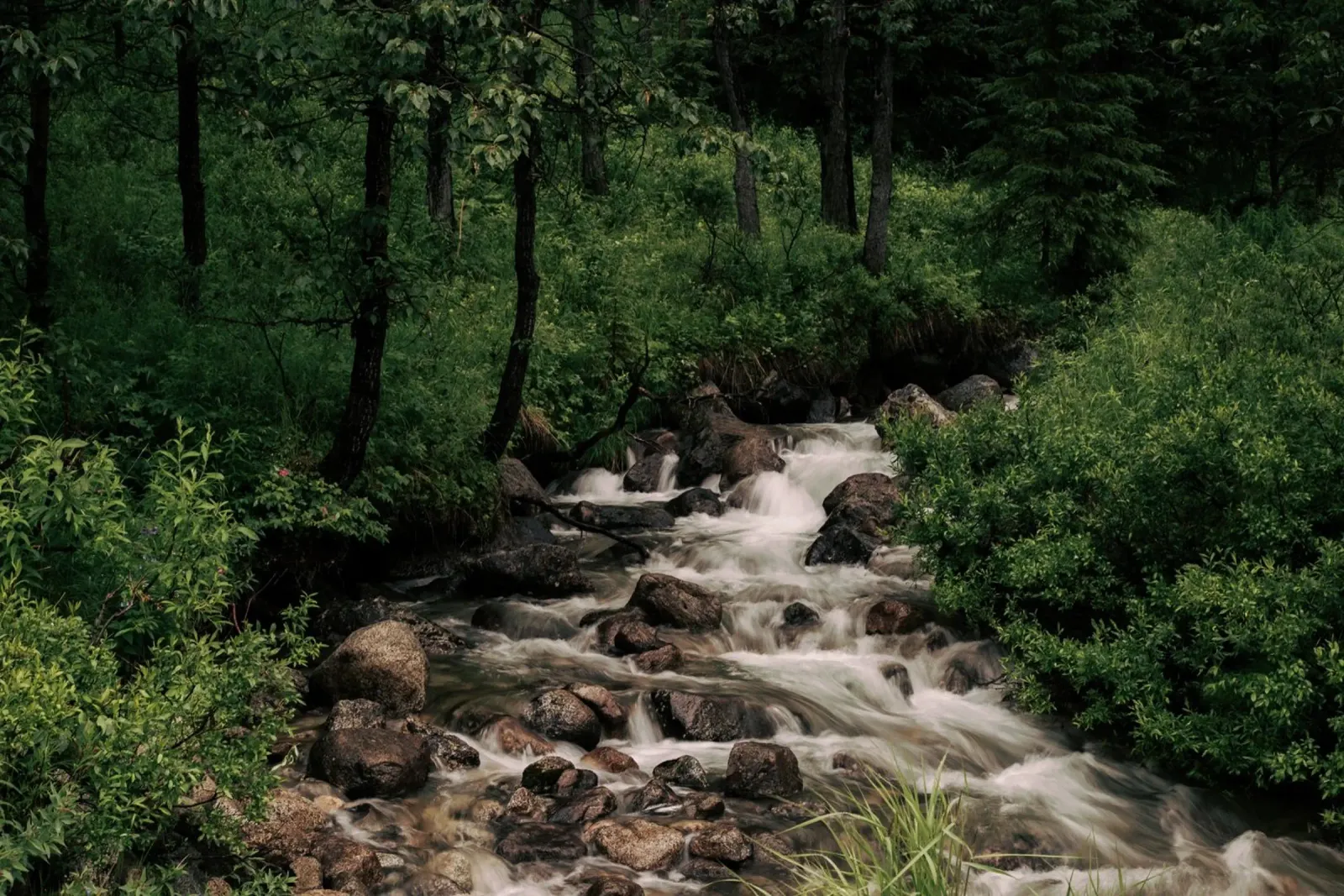 Forest Stream carta hahnemühle da wowhannahphotos