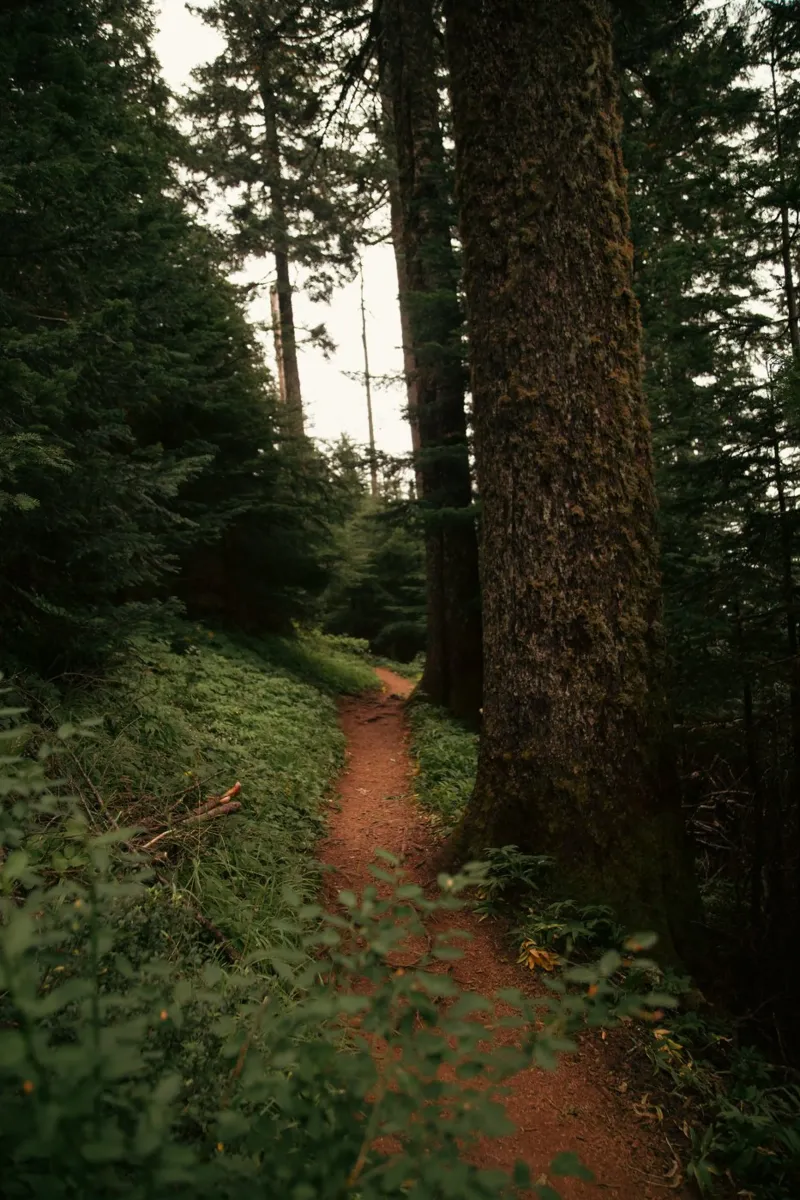 Forest Trail pellicola backlit da wowhannahphotos