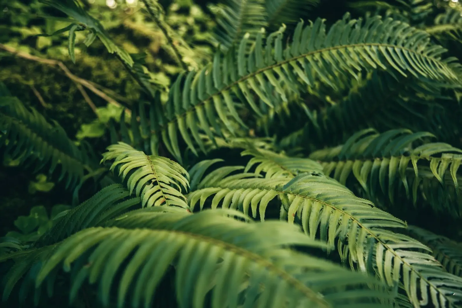 Ferns pellicola backlit da wowhannahphotos