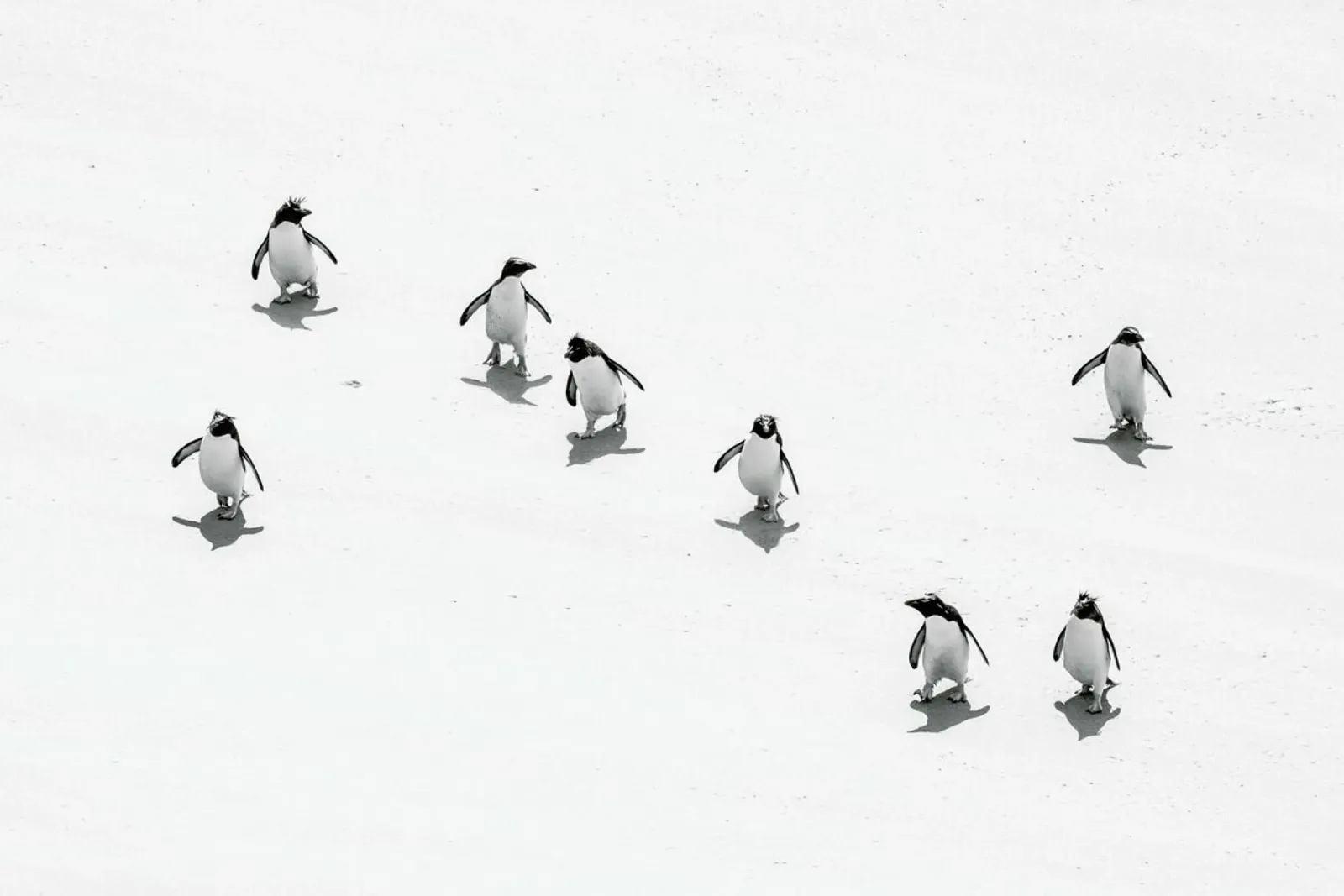 Snow Penguins pellicola backlit da Natural Kingdom