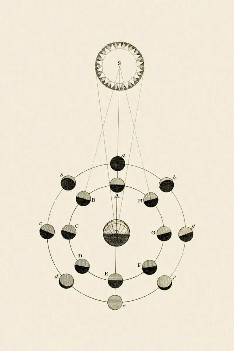 Solar Chart pellicola backlit da Flora & Fauna
