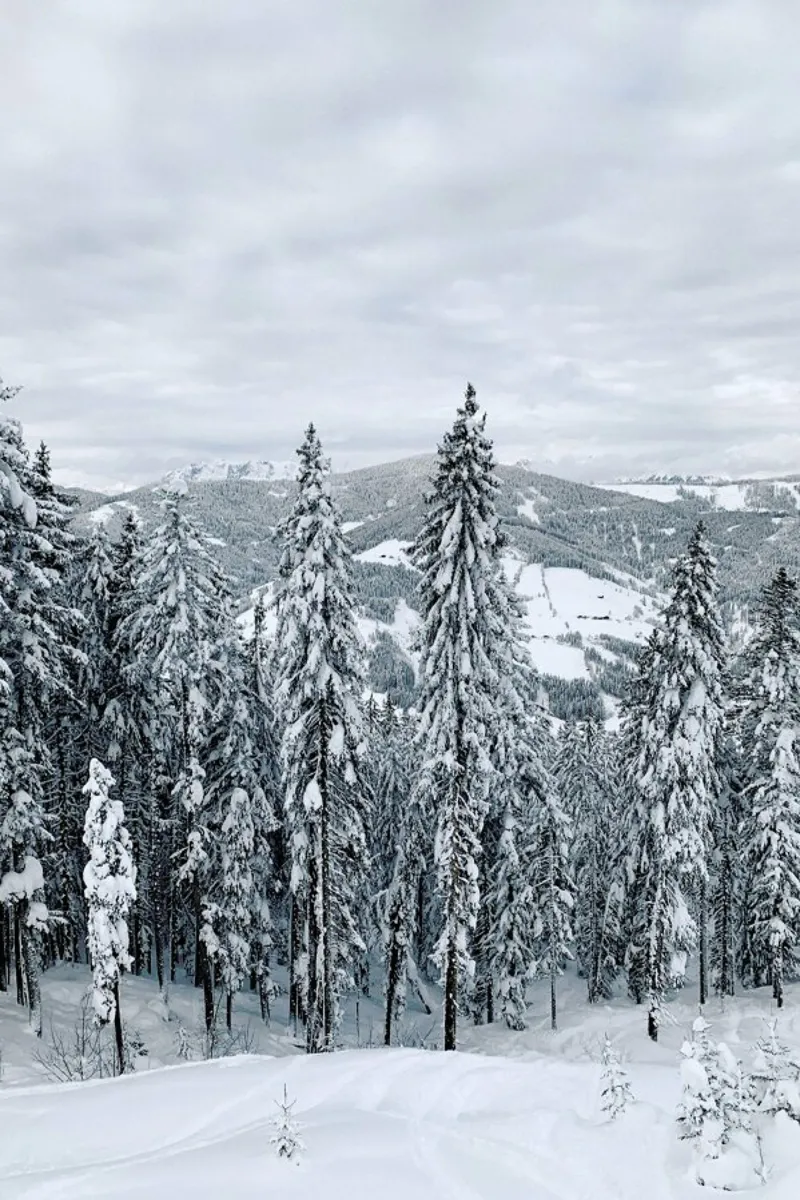Forest In The Alps pellicola backlit da Sebastian Hilgetag