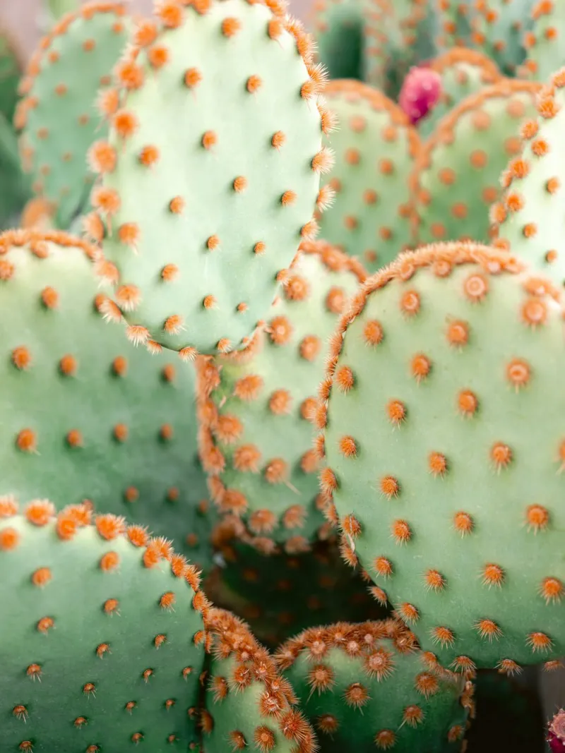 Velvet Green – Cactus Close-Up poster con telaio in alluminio da Raisa Zwart Photography