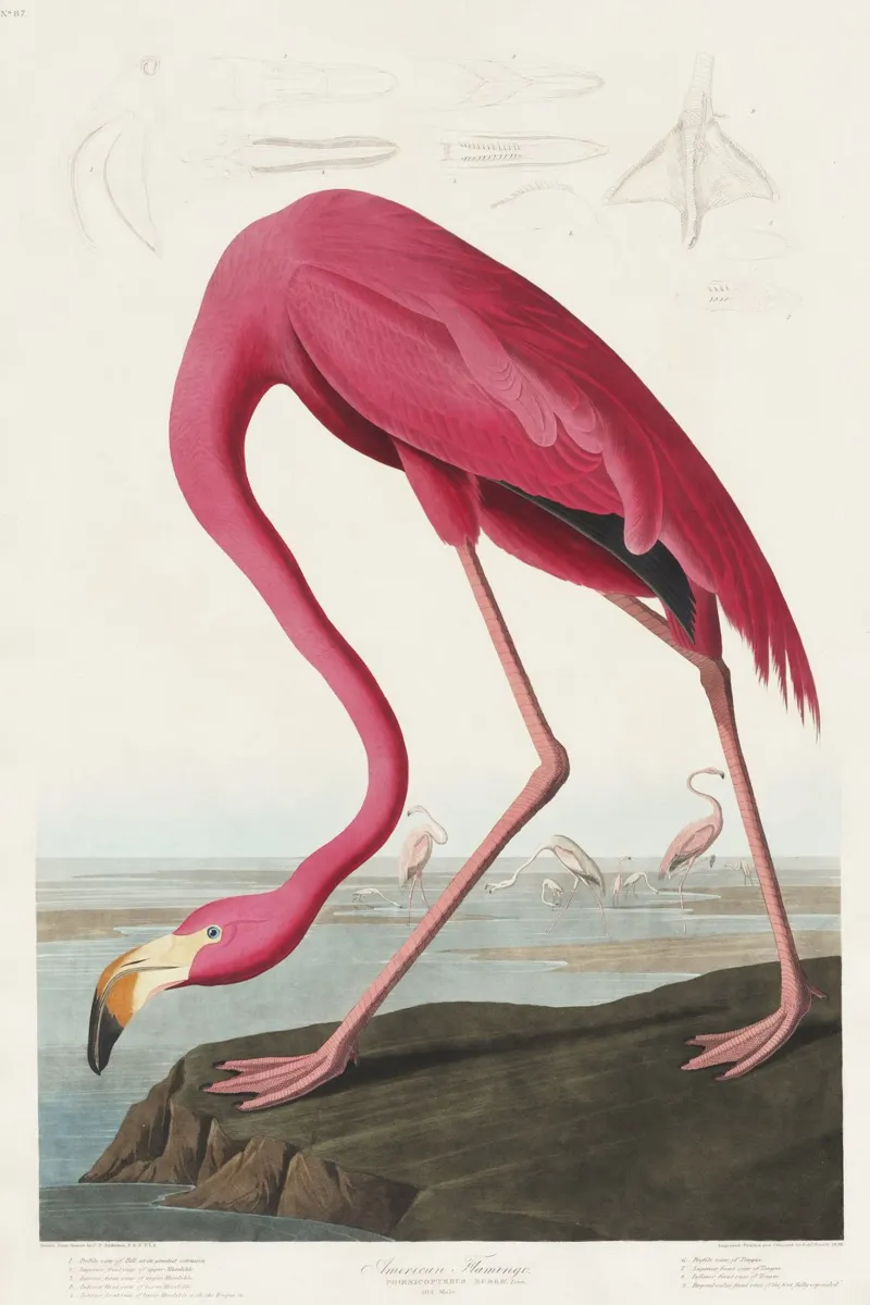 Audubon Pink Flamingo - Ornithological Print alu-dibond by NorwesClub