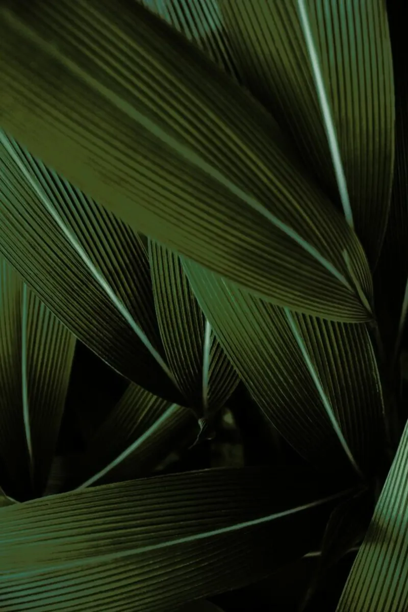Minimal Plants pellicola backlit da Studio Nahili
