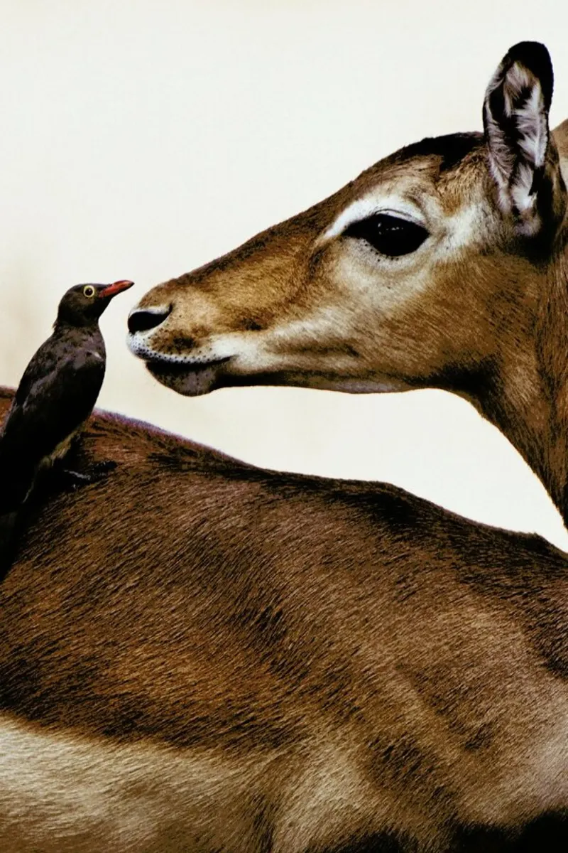 Encounter carta hahnemühle da Natural Kingdom